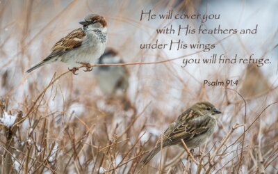 Psalm 91:4