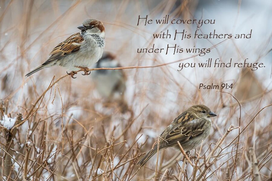 Psalm 91:4