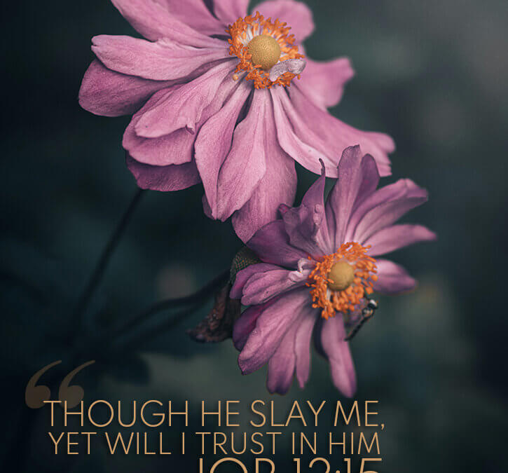Job 13:15