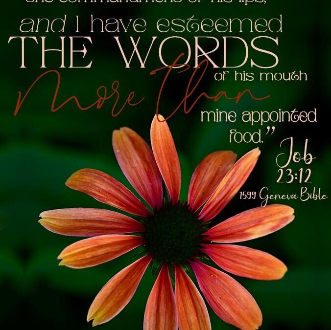 Job 23:12