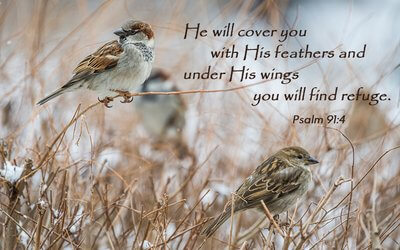 Psalm 91:4